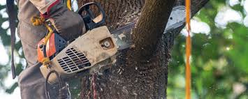 Best Firewood Processing and Delivery  in Carmel, IN