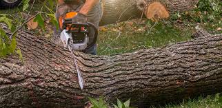 Best Lawn Disease Treatment  in Carmel, IN