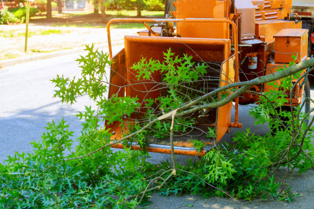 Best Storm Damage Tree Cleanup  in Carmel, IN