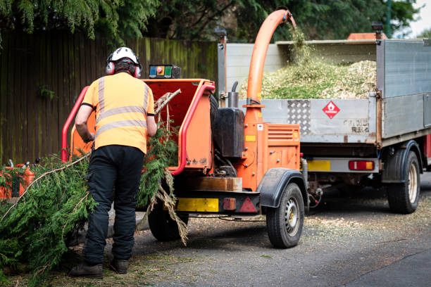 Best Emergency Tree Removal  in Carmel, IN
