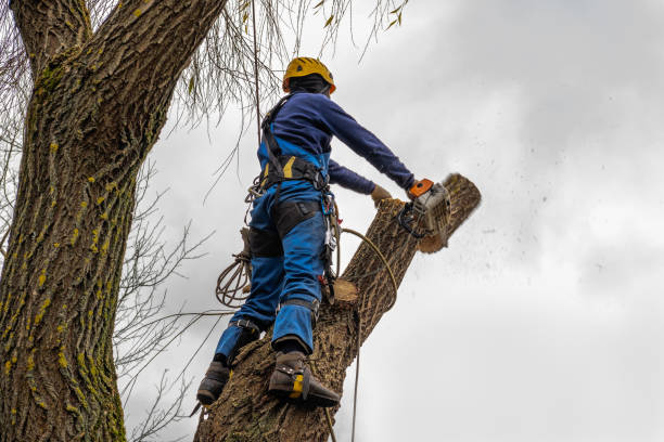 Best Tree Trimming and Pruning  in Carmel, IN