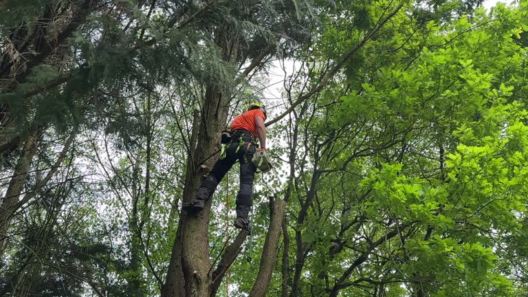 Best Tree Preservation Services  in Carmel, IN