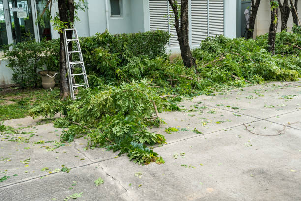 Best Root Management and Removal  in Carmel, IN