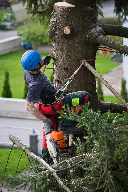 Best Lawn Dethatching  in Carmel, IN