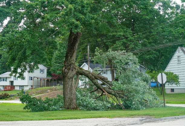 Best Tree Risk Assessment  in Carmel, IN