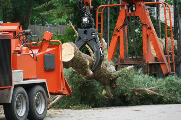 Professional Tree Services in Carmel, IN