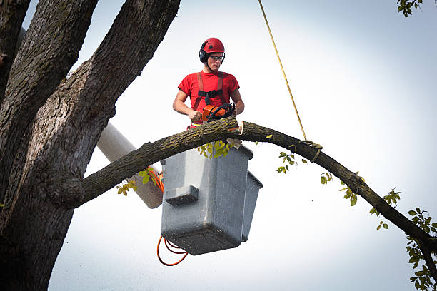 Best Tree Mulching  in Carmel, IN