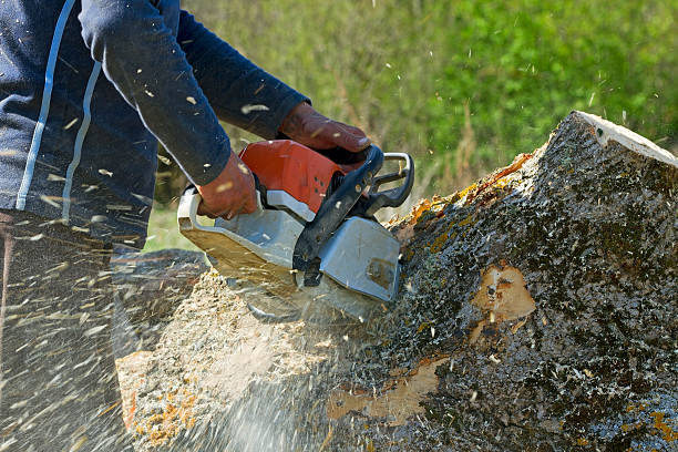 Best Mulching Services  in Carmel, IN