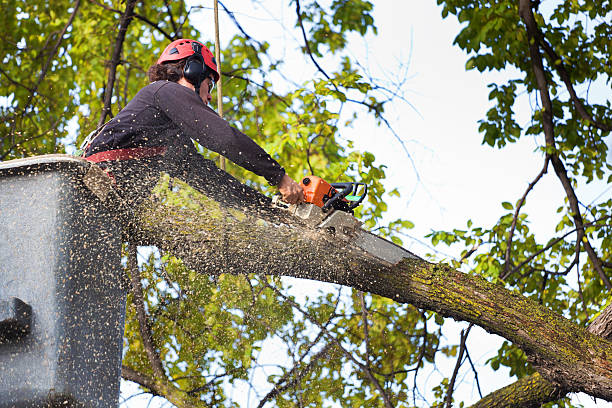 Best Palm Tree Trimming  in Carmel, IN