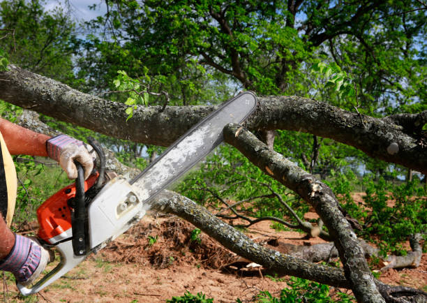 Best Tree Maintenance Programs  in Carmel, IN