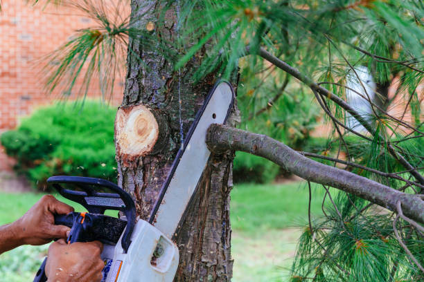 Best Fruit Tree Pruning  in Carmel, IN